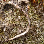 Solorina bispora