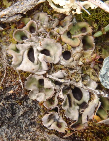 Solorina bispora