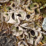 Solorina bispora