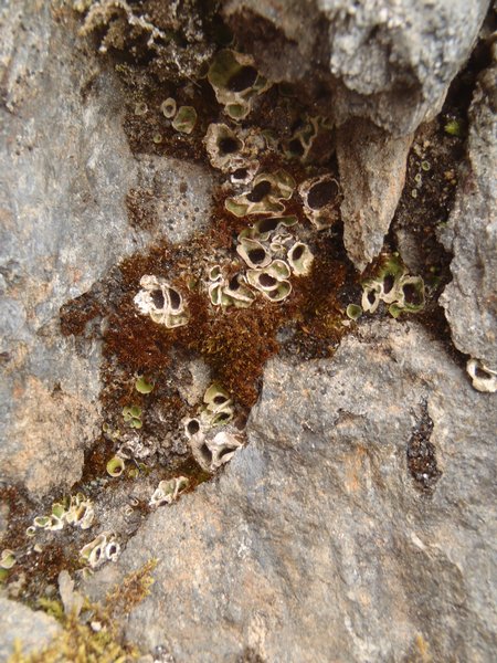 Solorina bispora