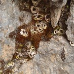 Solorina bispora