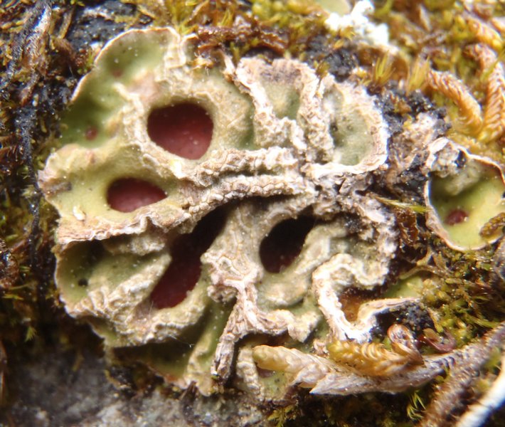 Solorina bispora