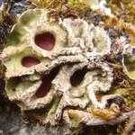 Solorina bispora