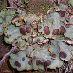 Solorina crocea