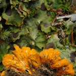 Solorina crocea