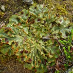 Solorina crocea