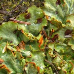 Solorina crocea