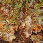 Solorina crocea
