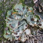 Solorina crocea