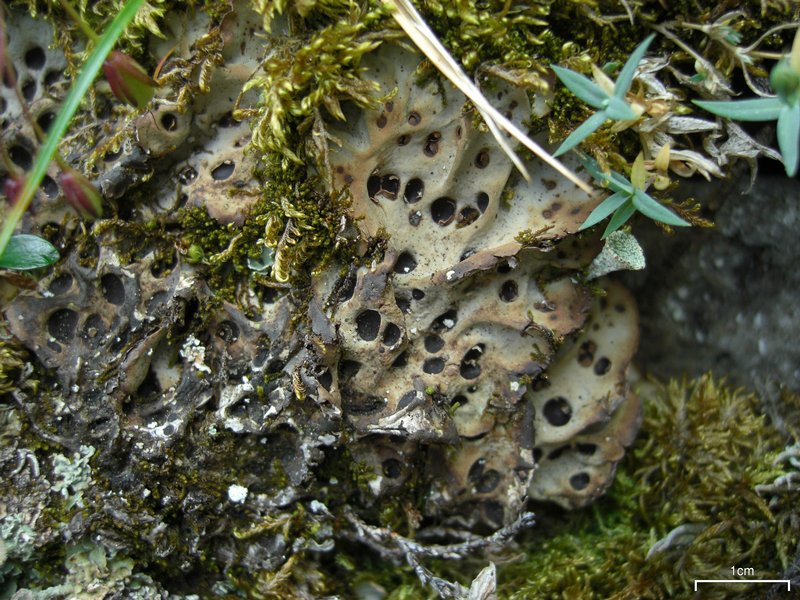 Solorina octospora