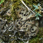 Solorina octospora