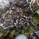 Solorina octospora