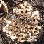 Solorina octospora