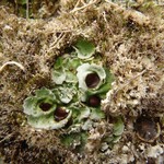 Solorina saccata