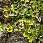 Solorina saccata