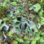 Solorina saccata