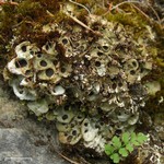 Solorina saccata