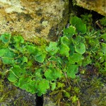 Solorina saccata