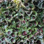 Solorina saccata