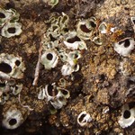 Solorina spongiosa