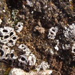 Solorina spongiosa