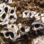 Solorina spongiosa