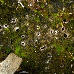 Solorina spongiosa