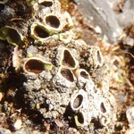 Solorina spongiosa