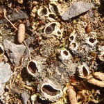 Solorina spongiosa