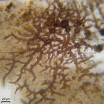Sphaerellothecium abditum
