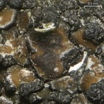 Sphaerellothecium abditum