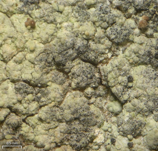 Sphaerellothecium coniodes