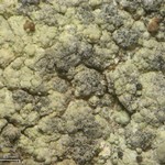 Sphaerellothecium coniodes