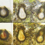 Sphaerellothecium coniodes