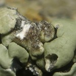 Sphaerellothecium contextum