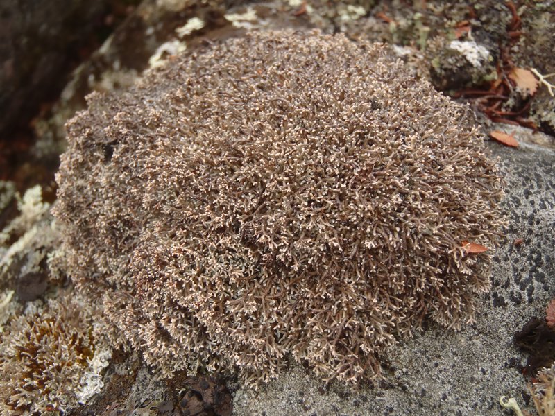 Sphaerophorus fragilis