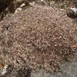 Sphaerophorus fragilis