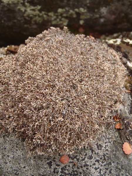 Sphaerophorus fragilis