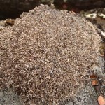 Sphaerophorus fragilis