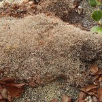 Sphaerophorus fragilis