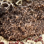 Sphaerophorus fragilis