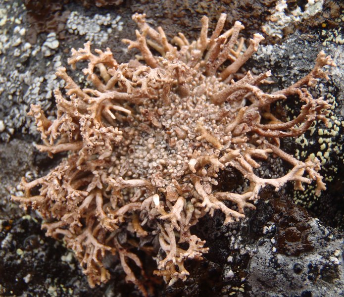 Sphaerophorus globosus