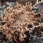 Sphaerophorus globosus