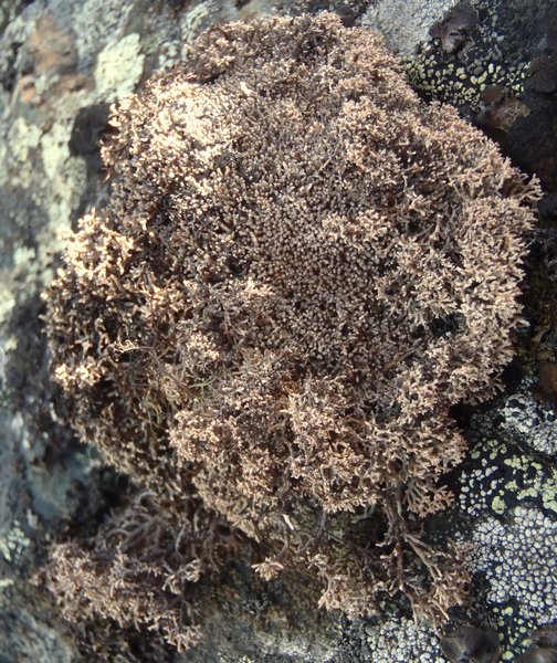 Sphaerophorus globosus