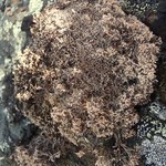 Sphaerophorus globosus