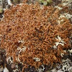 Sphaerophorus globosus