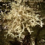 Sphaerophorus tuckermanii