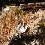 Sphaerophorus tuckermanii