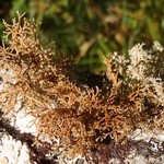 Sphaerophorus venerabilis