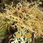 Sphaerophorus venerabilis